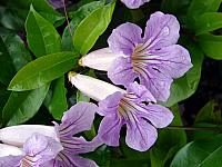 FLORE (2).JPG